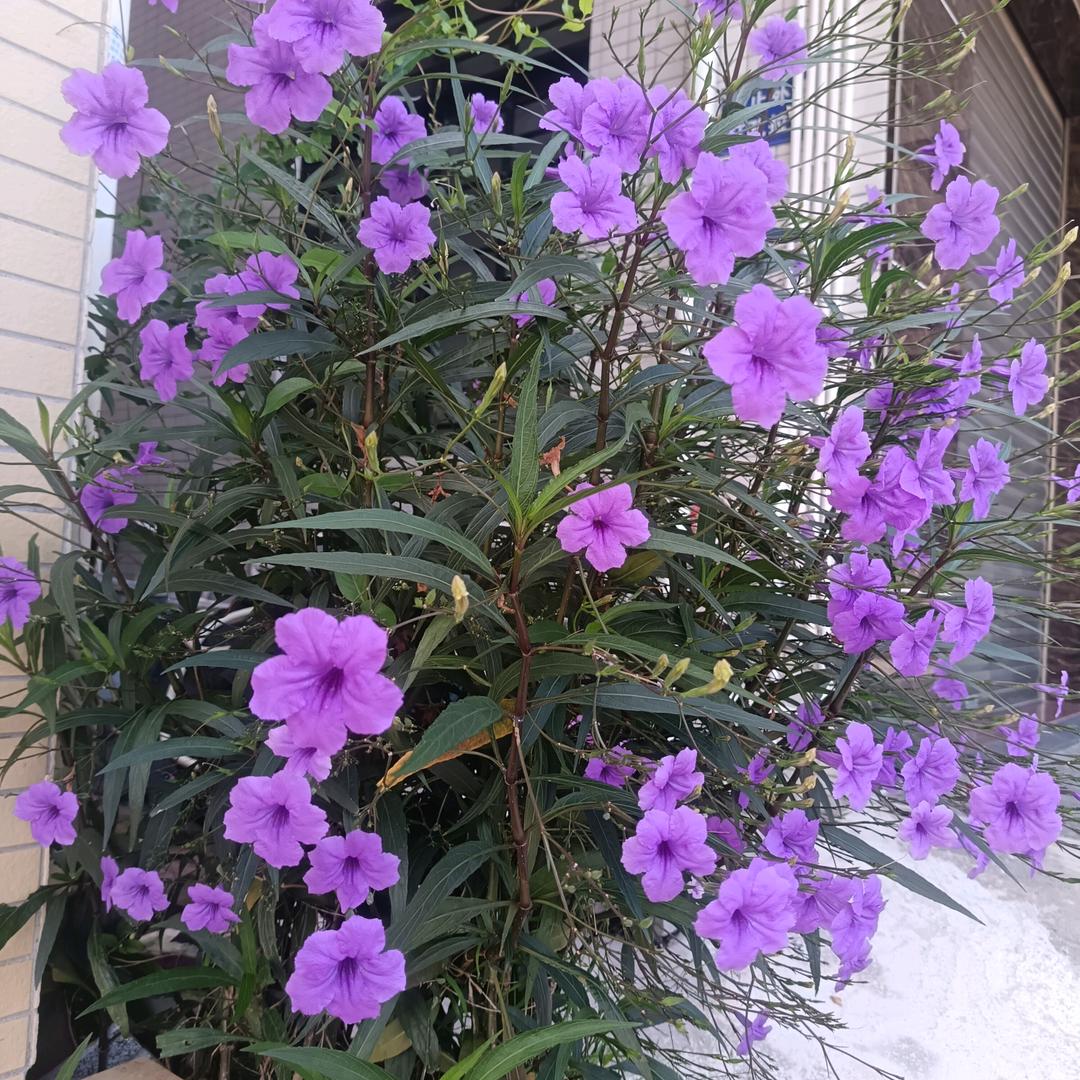 慧慧