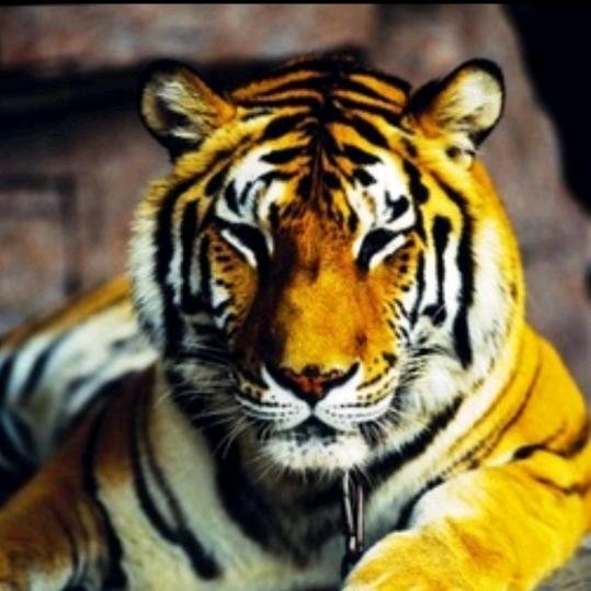 虎啸山林⁰¹ⱽ