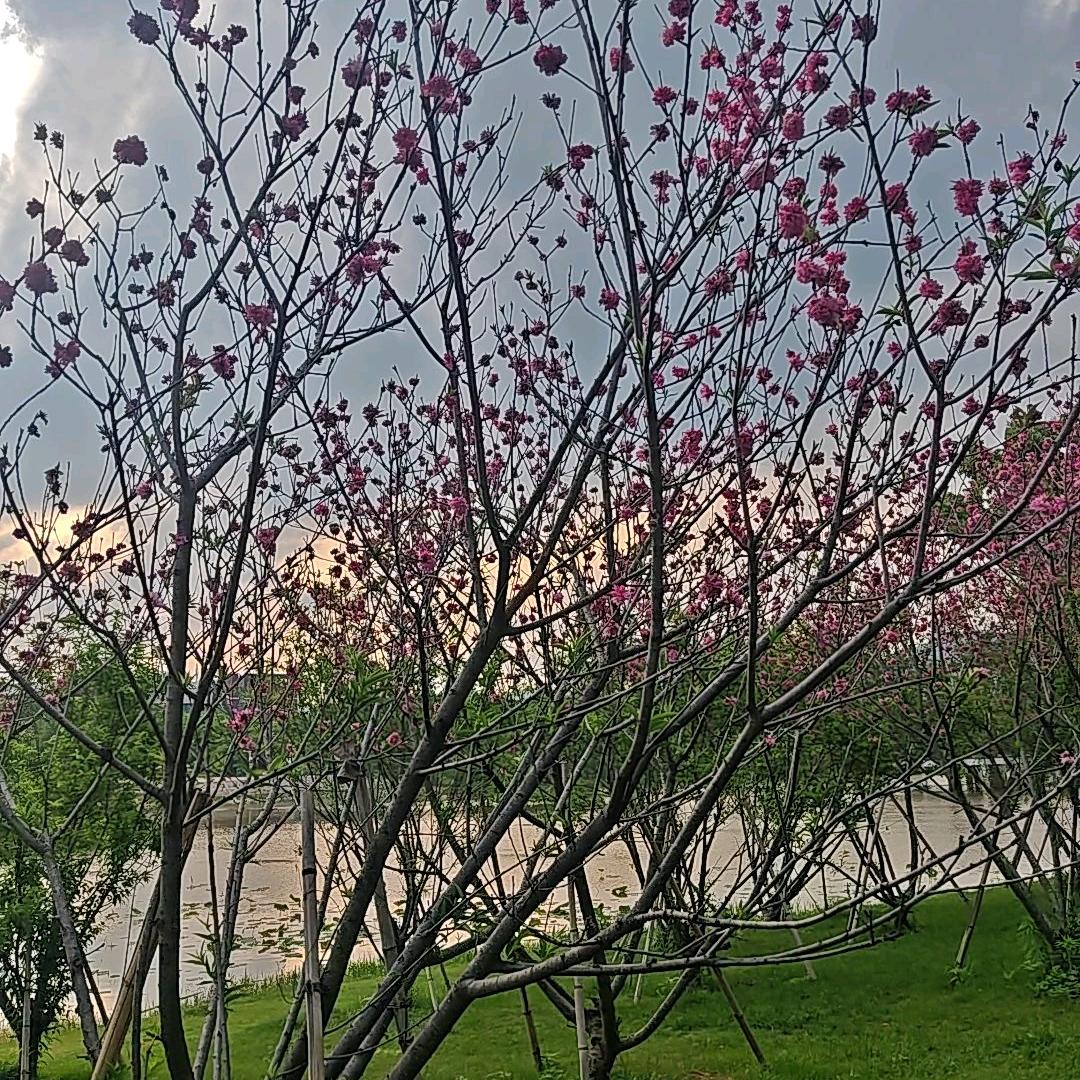 芳妹❤️❤️
