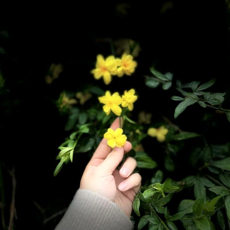 诺初