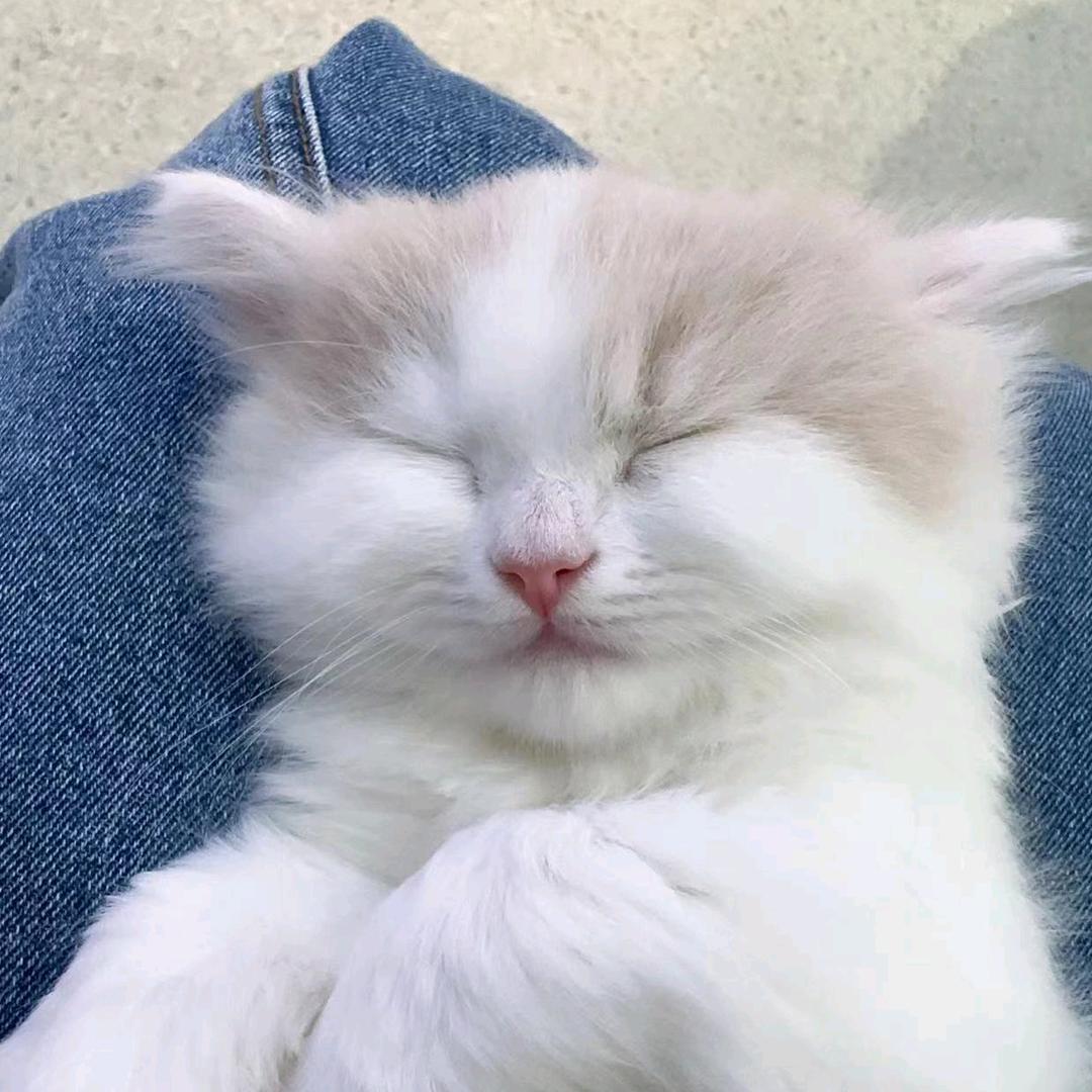 小喵猫猫
