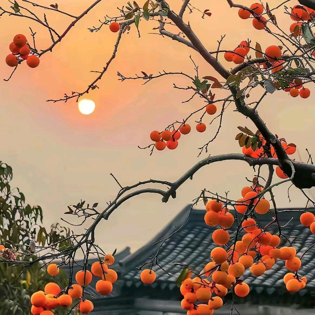 秋菊