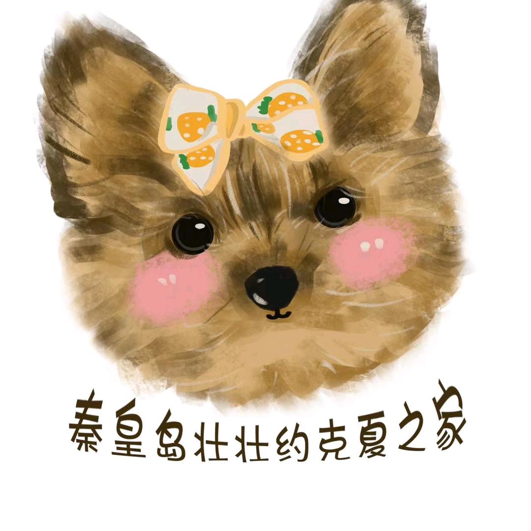 大壮约克夏西施西高地