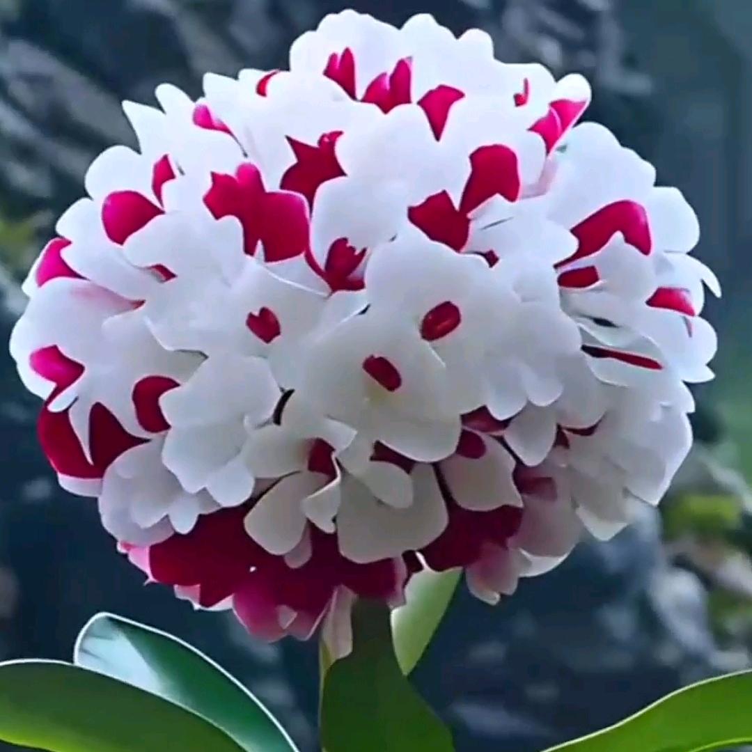 绿色很干净☂☂☂