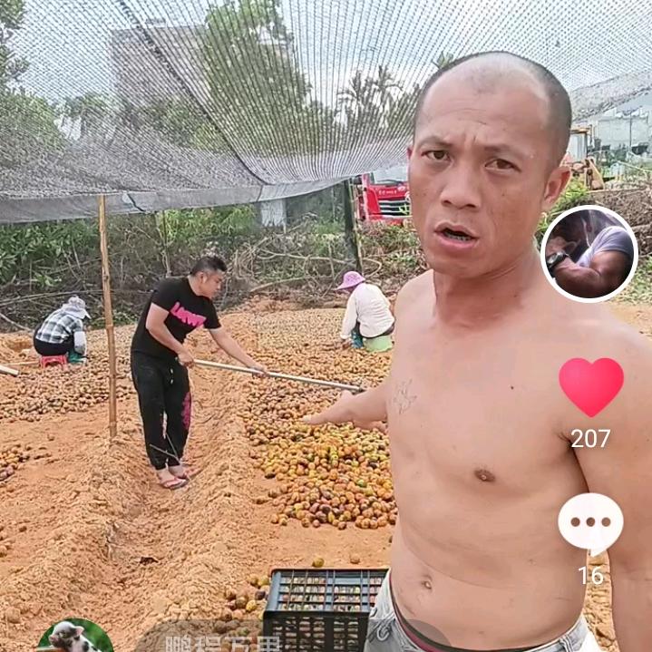 槟榔系列
