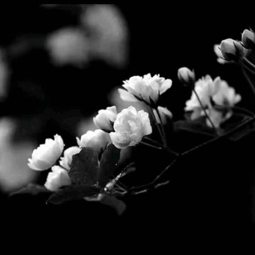 ༺半醒࿐半醉༒伴人生