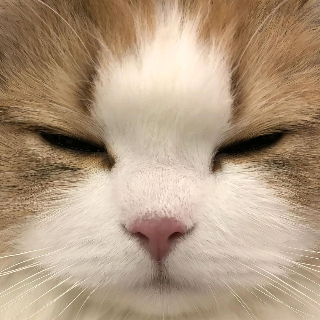 🐕🐶百岁狗🐱🐈