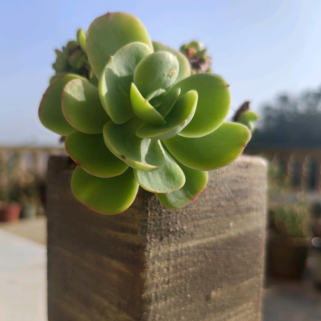 南栀微凉