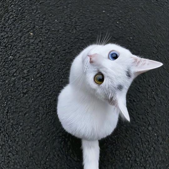 猫咪小姐