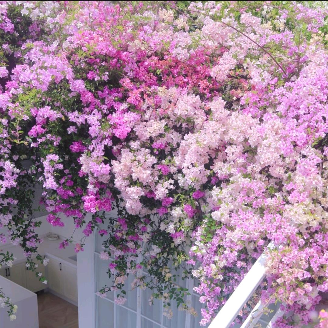 依库洗（长沙奥园店）红姐