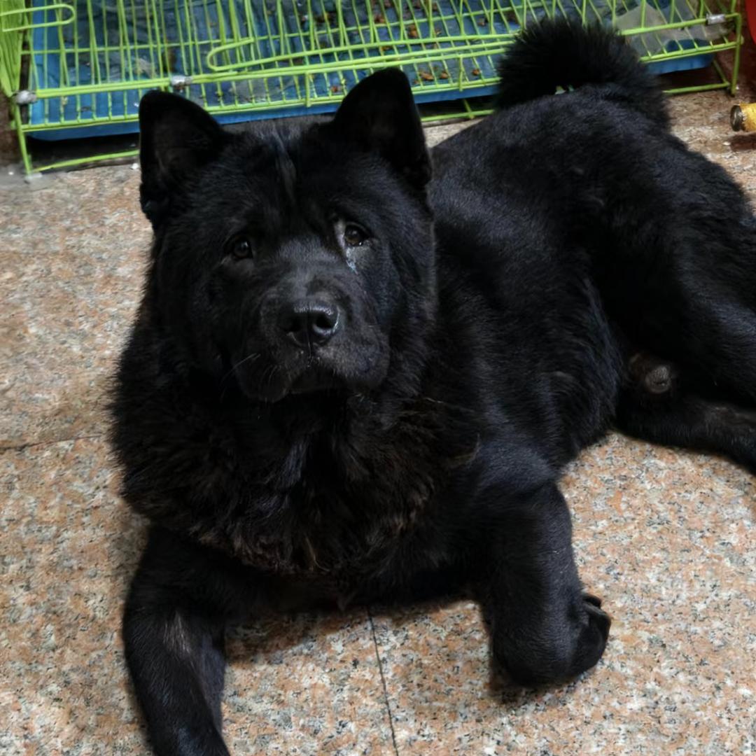 高先森，五黑田园犬《国犬》