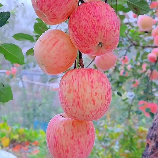 山里阿黑哥