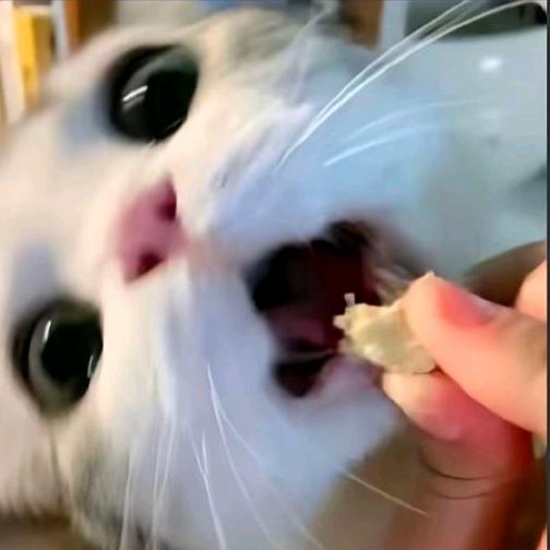 碎碎