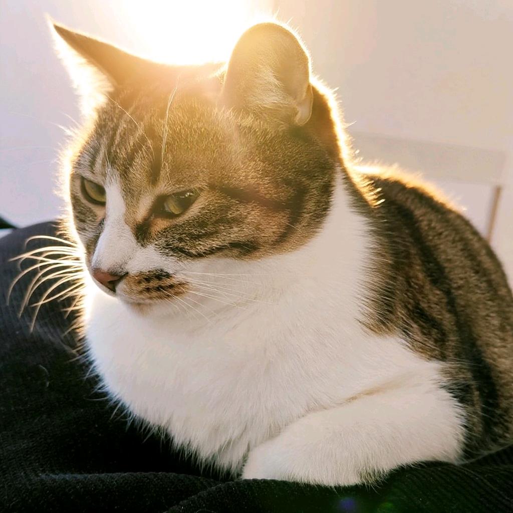 橘里橘气的烤包子