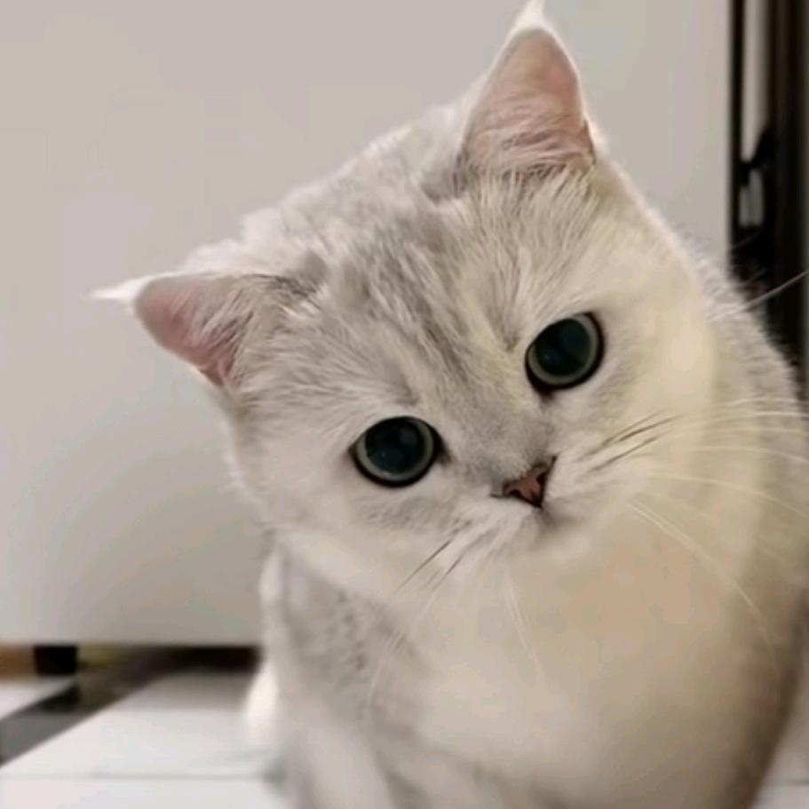 毛孩子乐透补给站