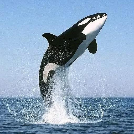 🐳鲸鱼🐳