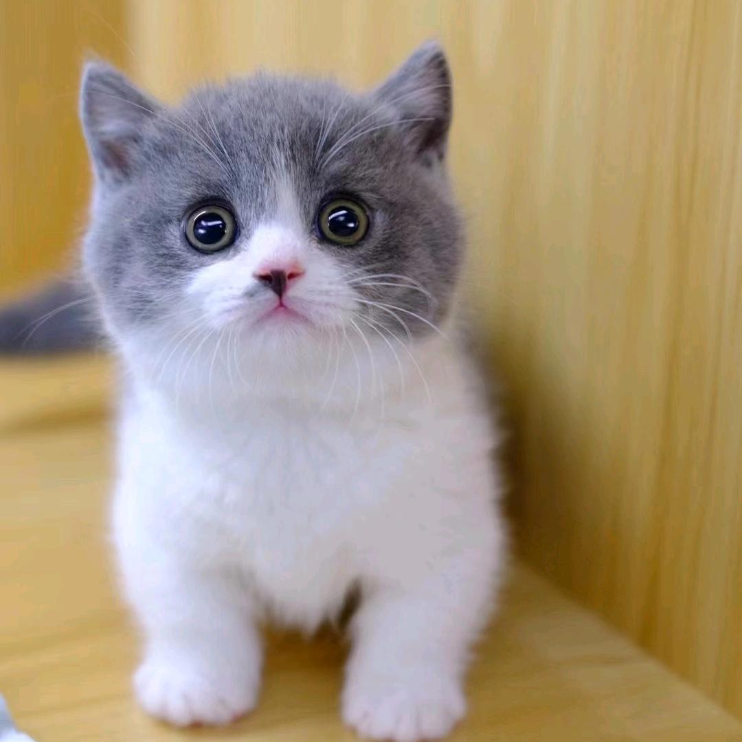 我来人间蹭顿饭