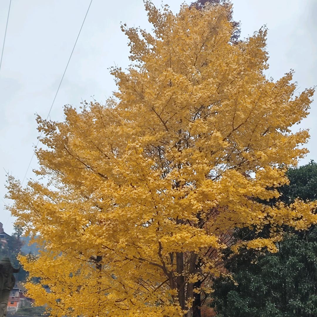 平平淡淡