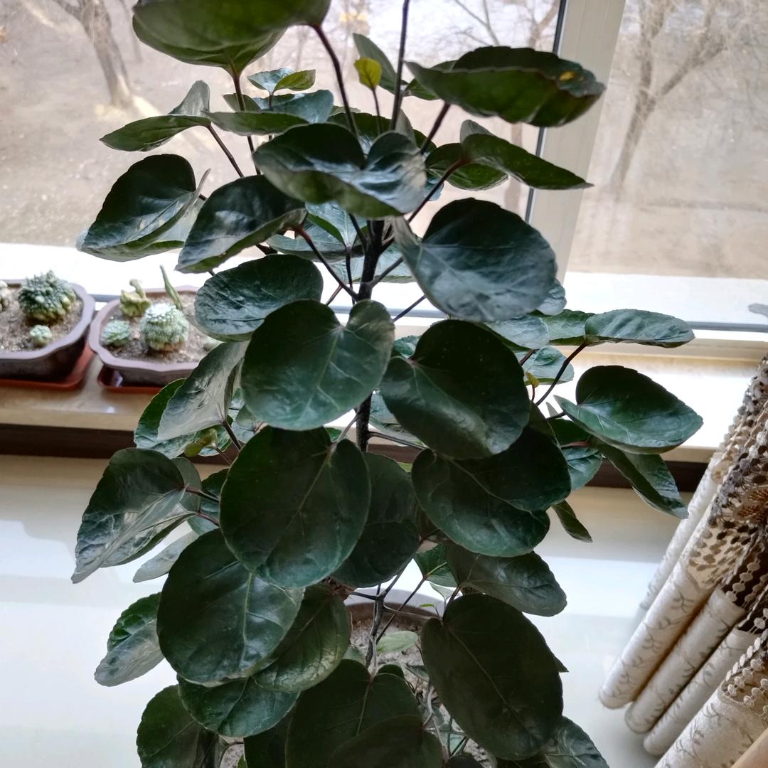 我想