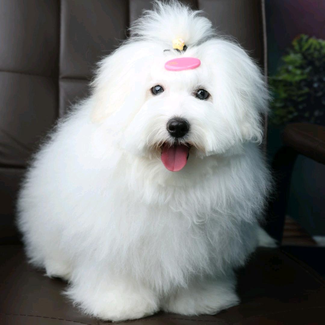 北京棉花面纱犬舍