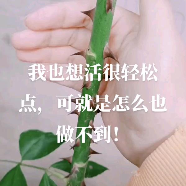 哥只是个传说