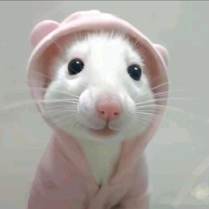 ˶⍤⃝˶꒳ᵒ꒳🧚‍♀️