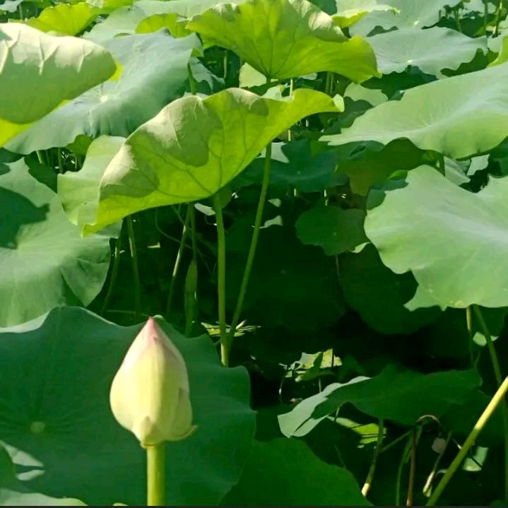 🐒小欧纯藕粉🍀