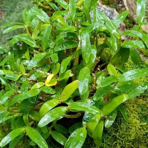斛泠兰霍山米斛