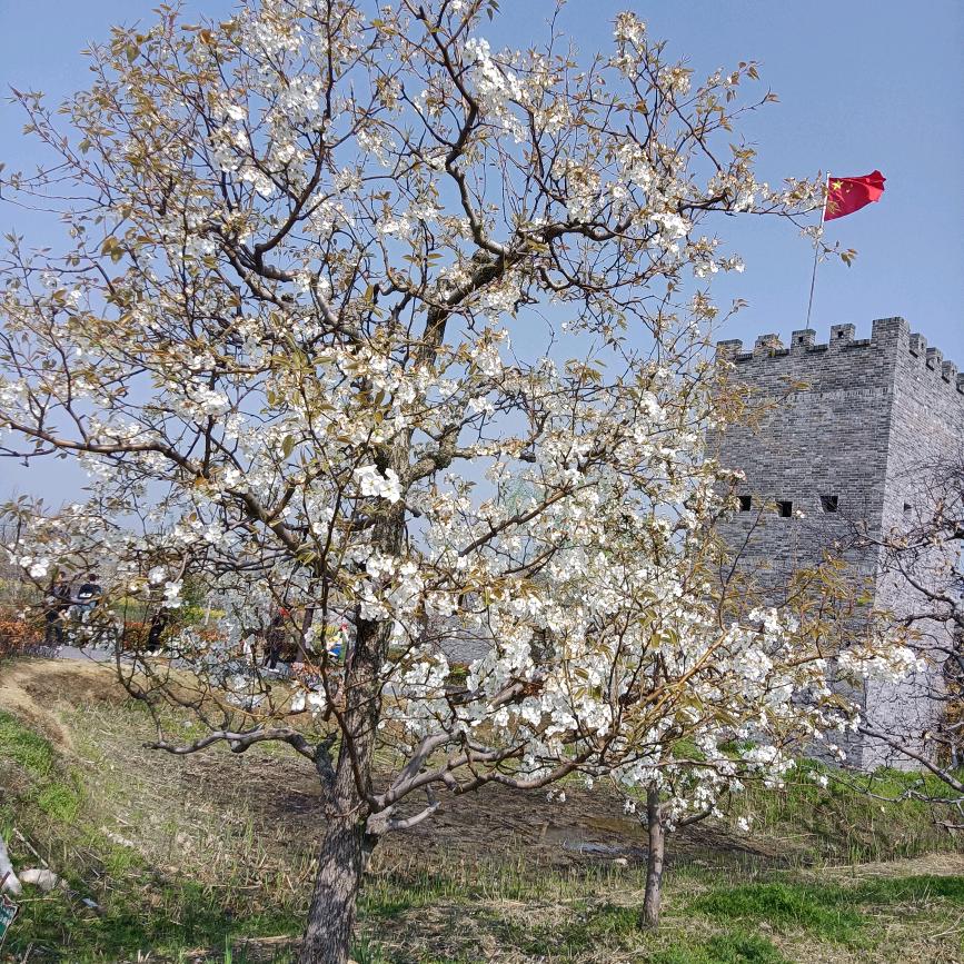 洛洛