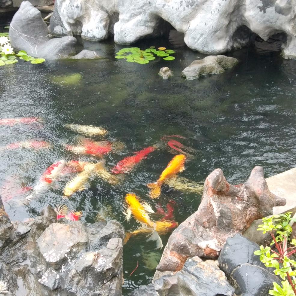 兵哥