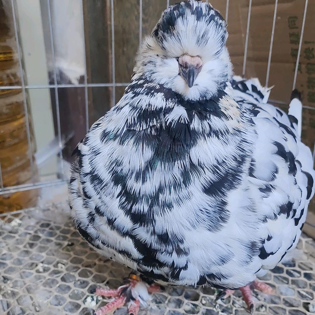 老三圆环观赏鸽