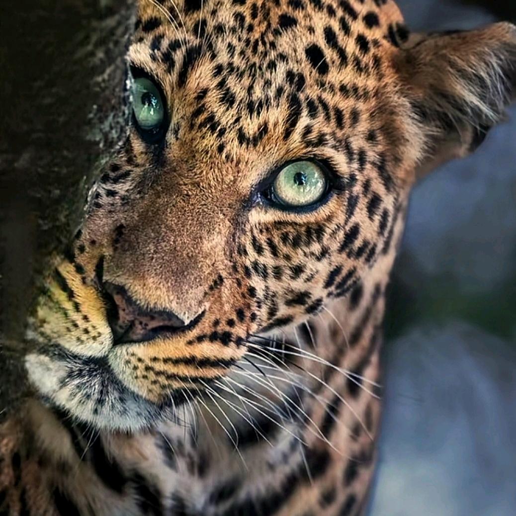 އ春秋އ🐷އ（努力版）