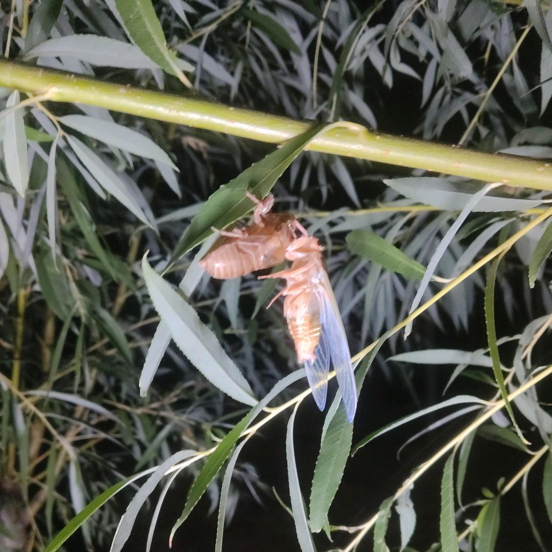 临朐蒋峪金蝉