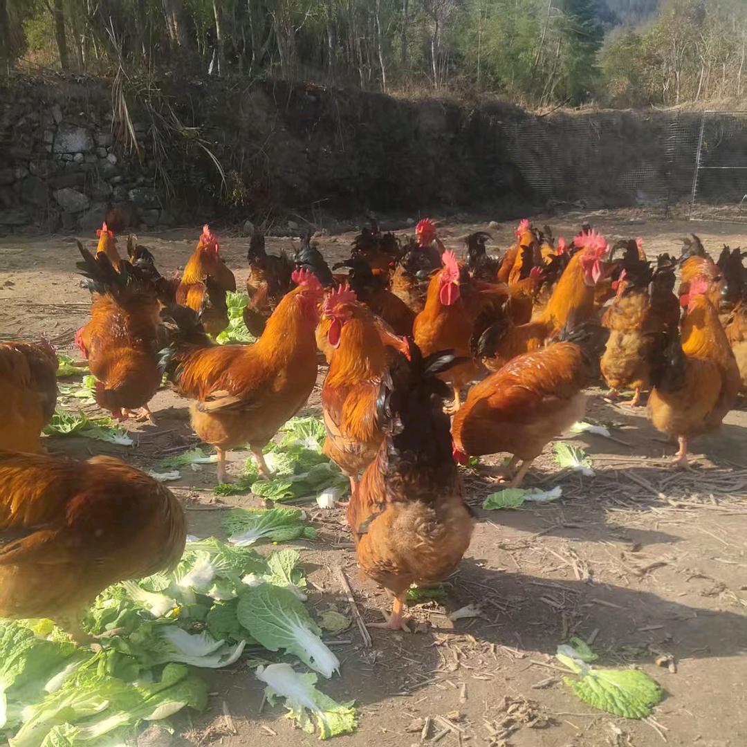 放山土鸡纯粮喂养