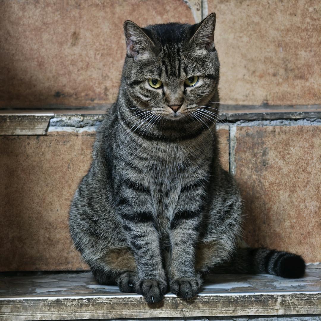 一只爱钓鱼的猫