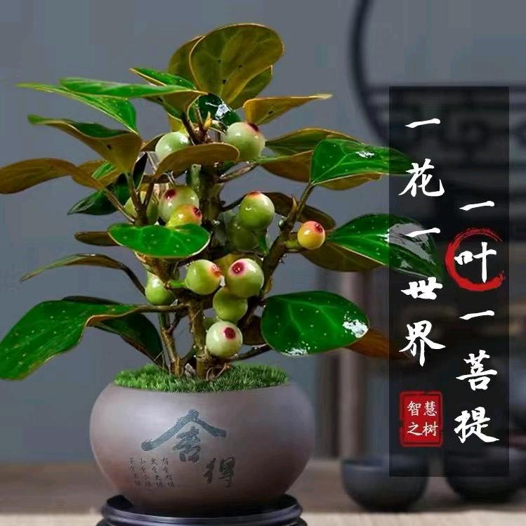 🔥🔥菩提🔥🔥