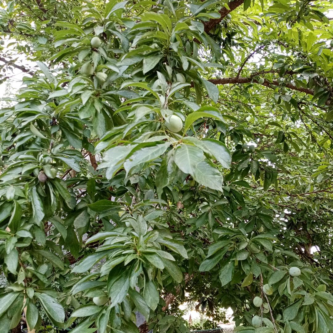 保靖芳姐