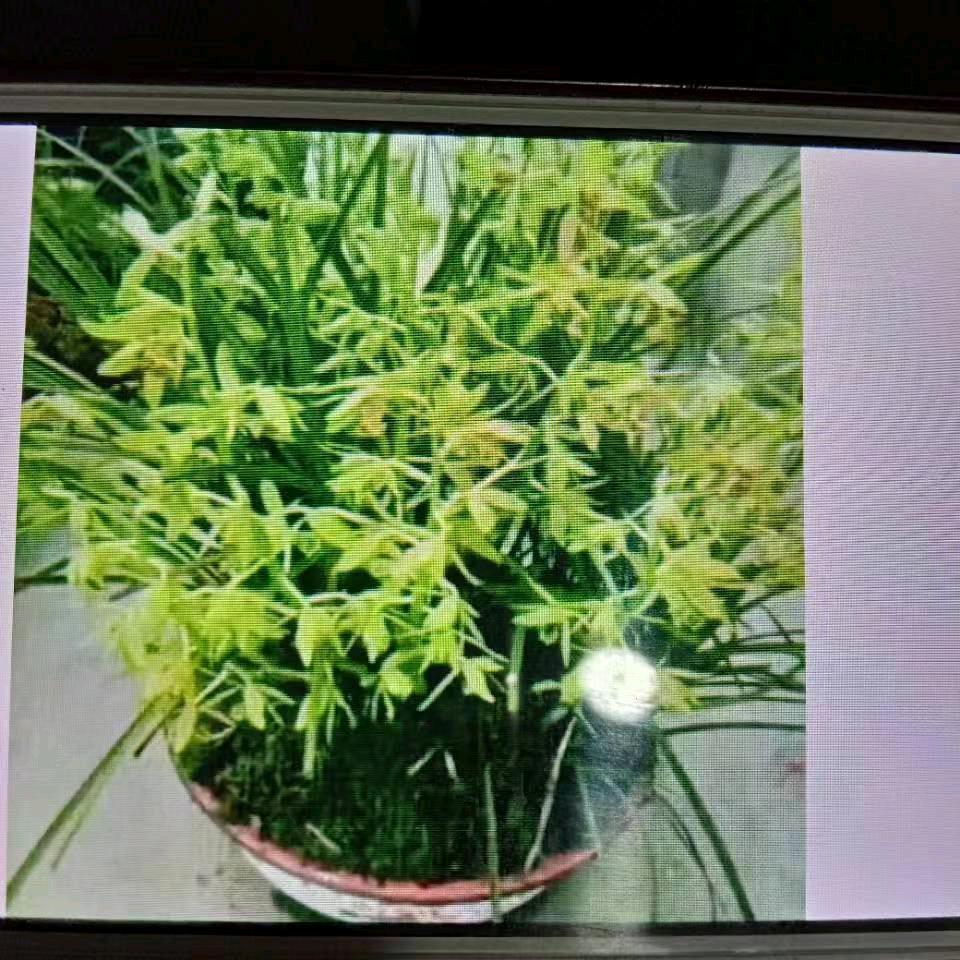 成哥