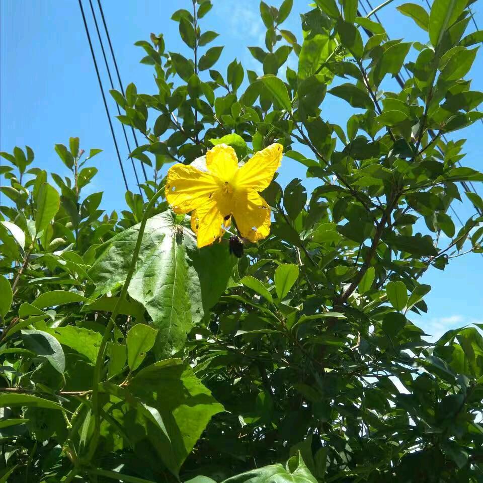 岁岁平安