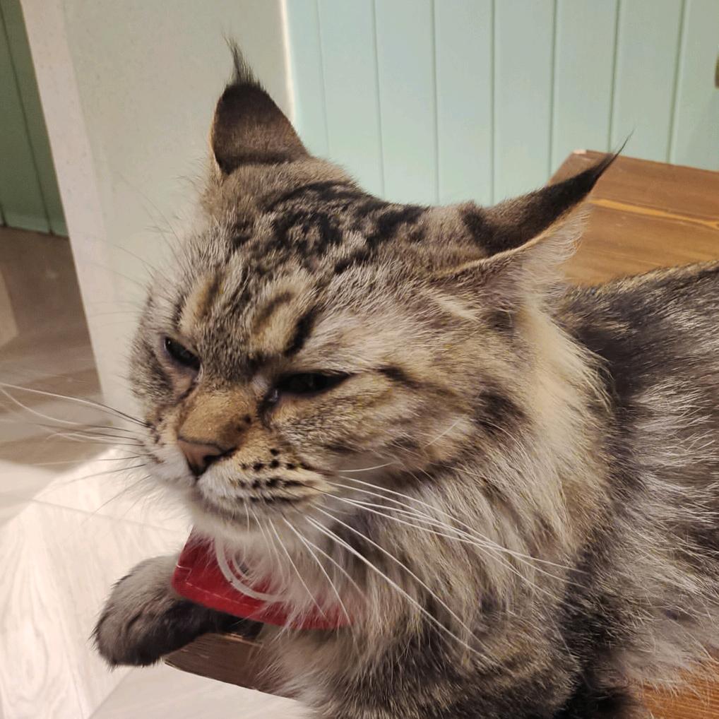 五等分的白山茶