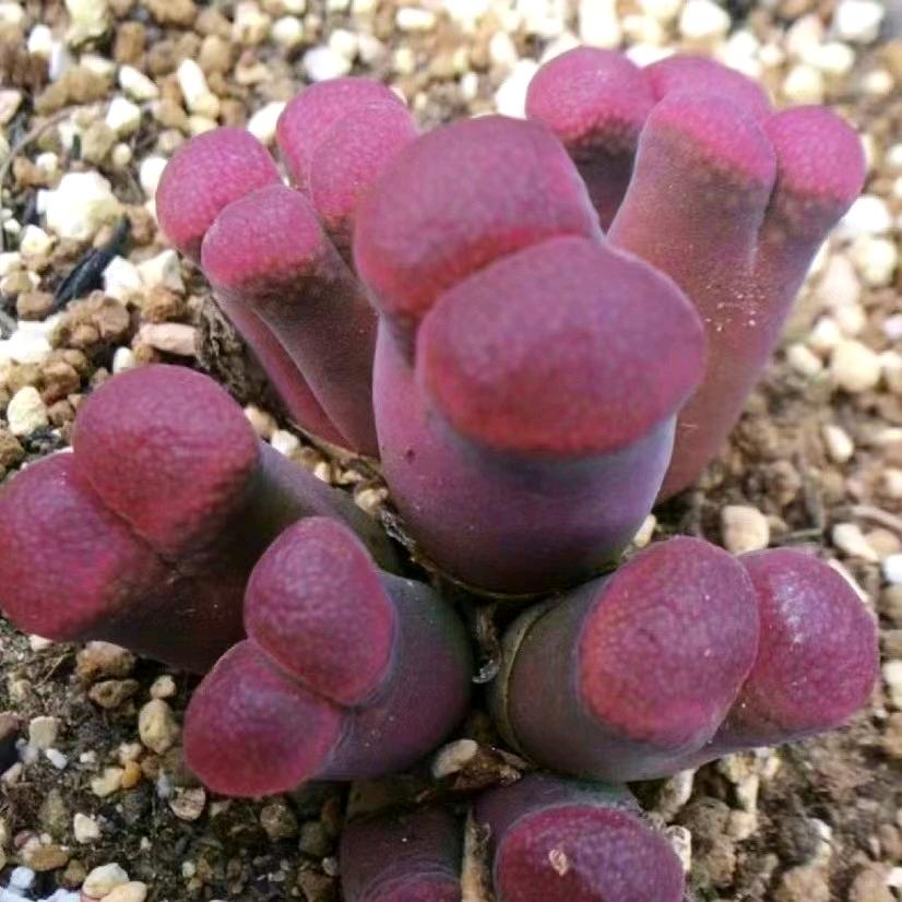 我要去西藏……