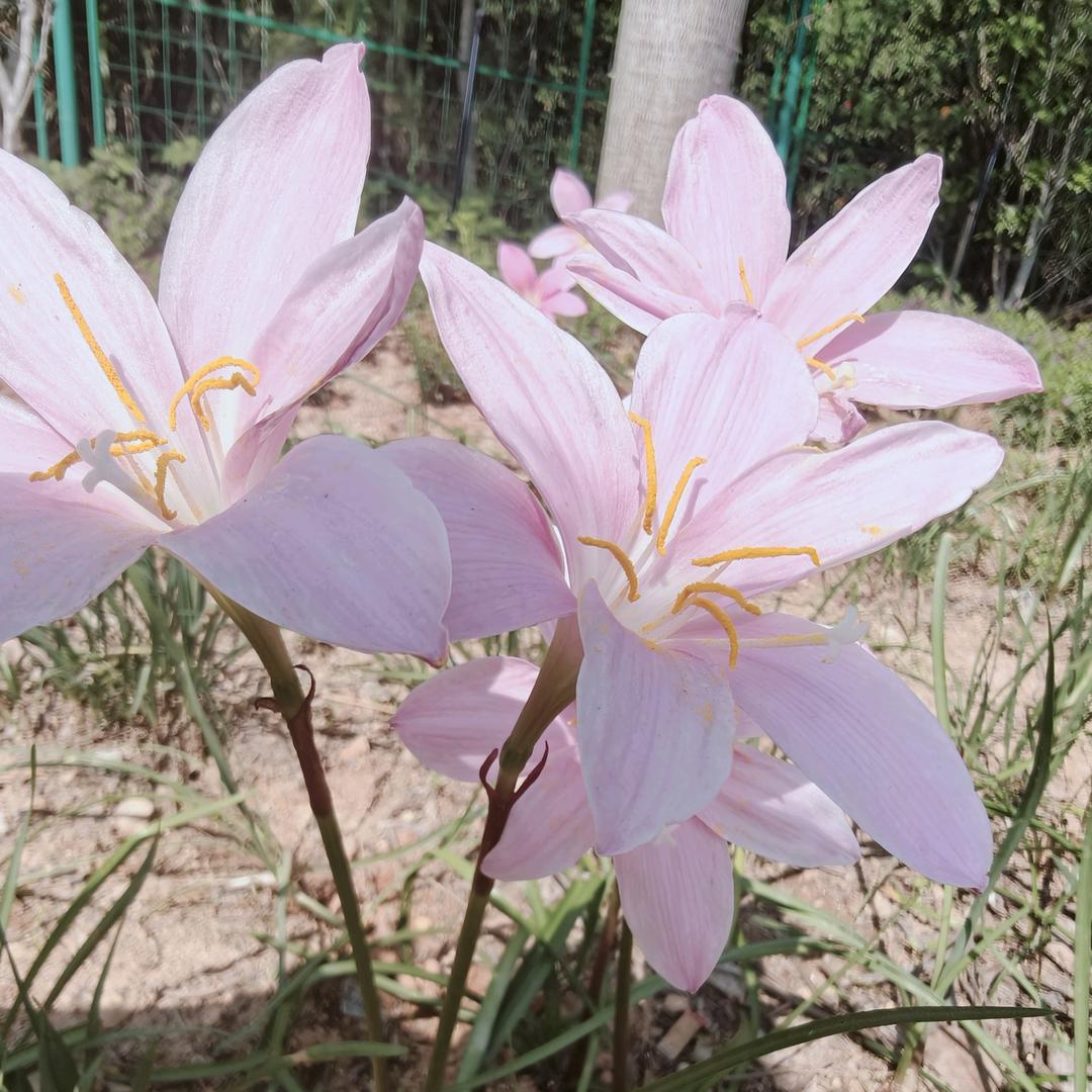 木家