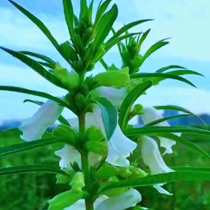 晚霞