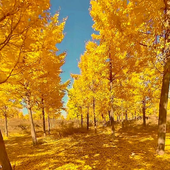 😘隔壁老王😘