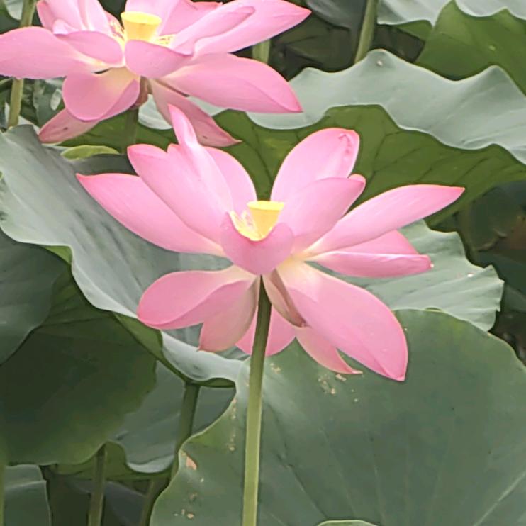 咕噜排骨