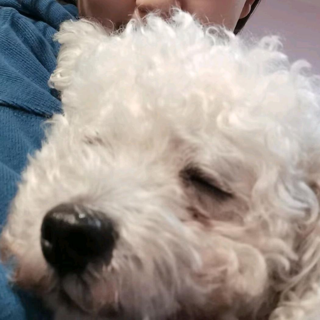 河豚
