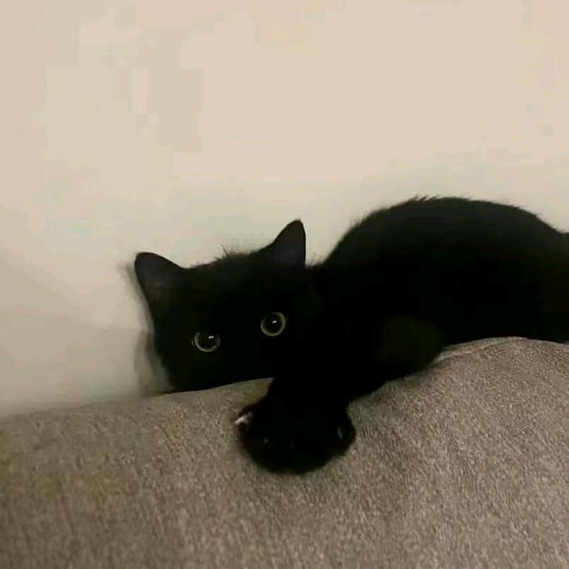 曾经那个黄毛、