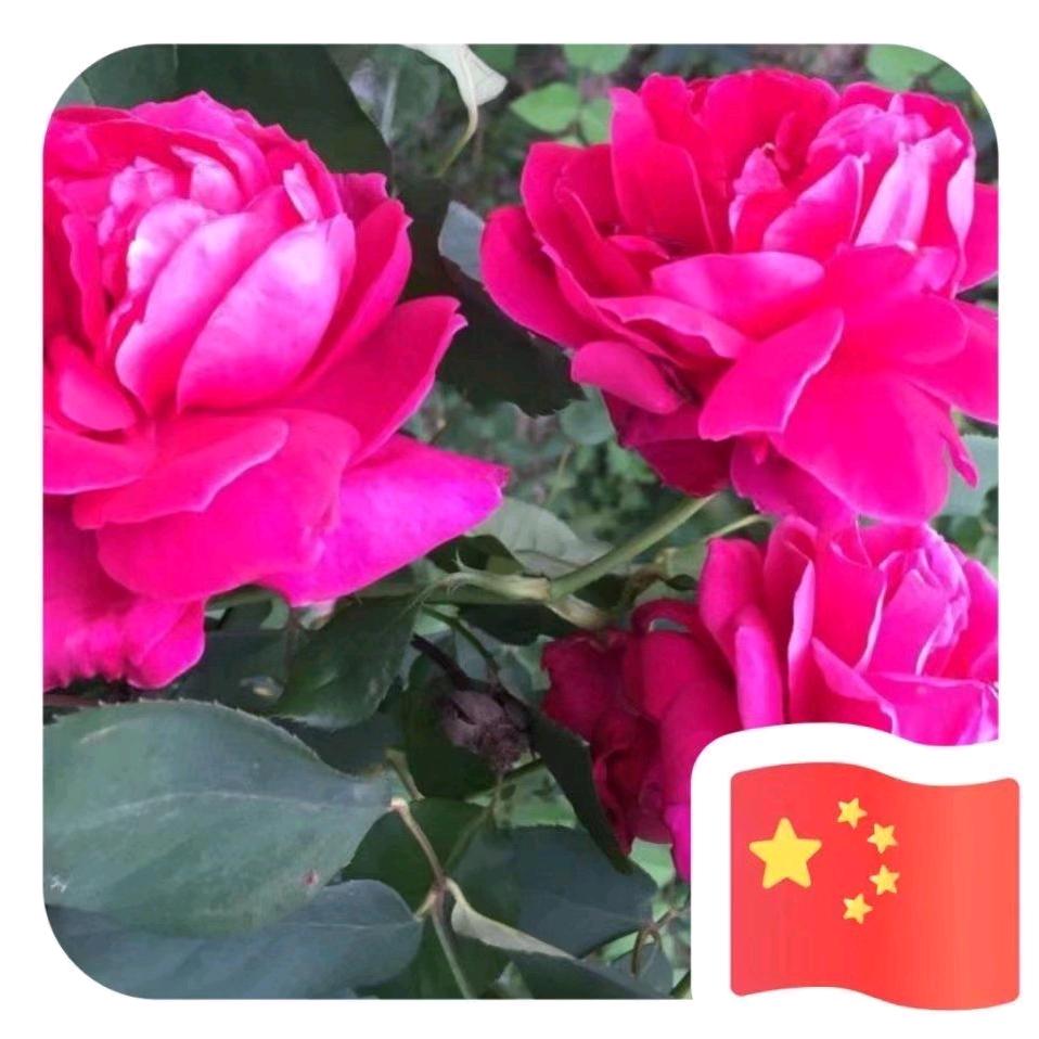 有李真好