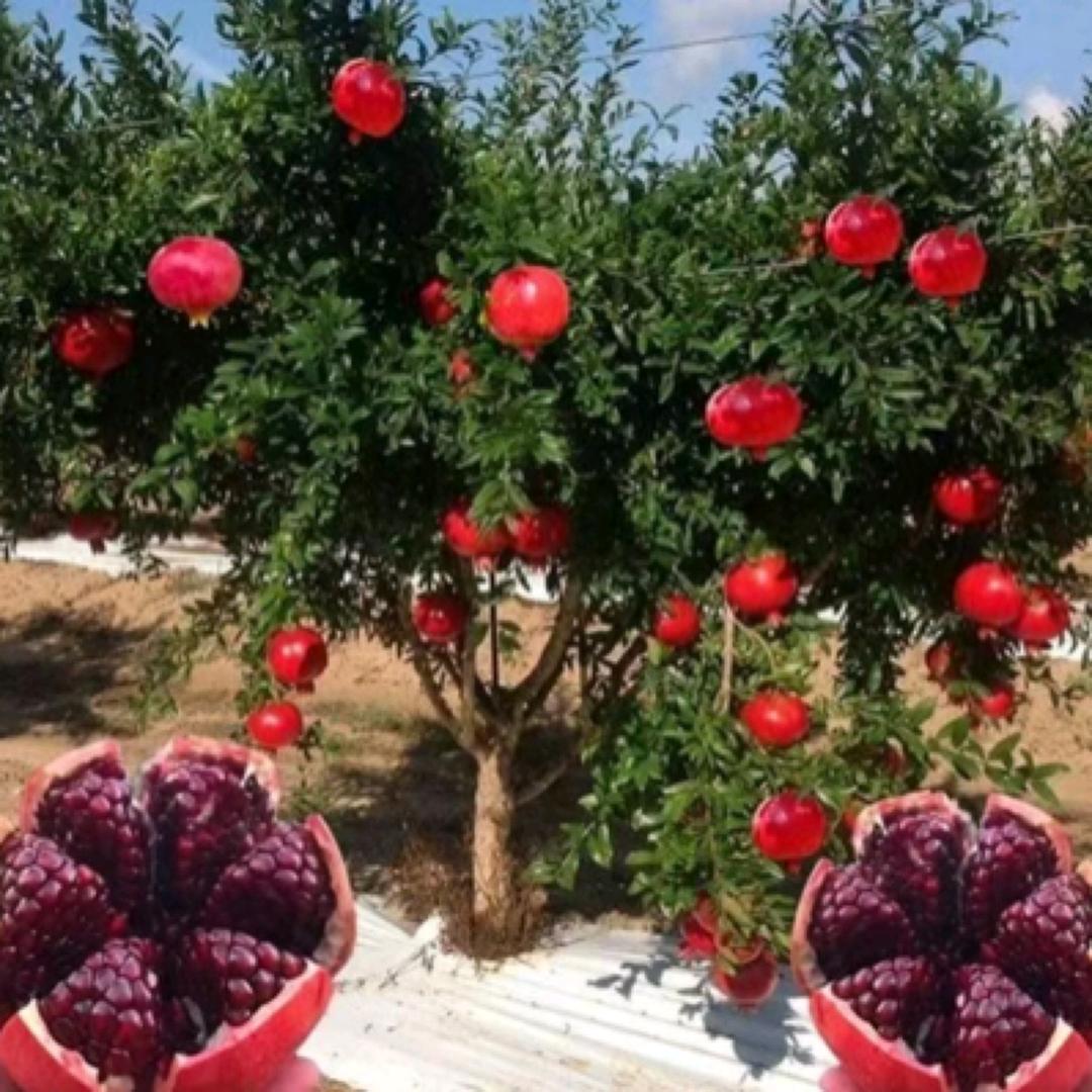 杉花果树苗木专营店