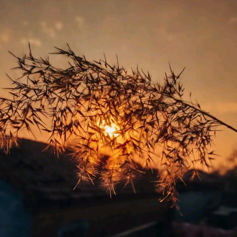 故  寻   青   年